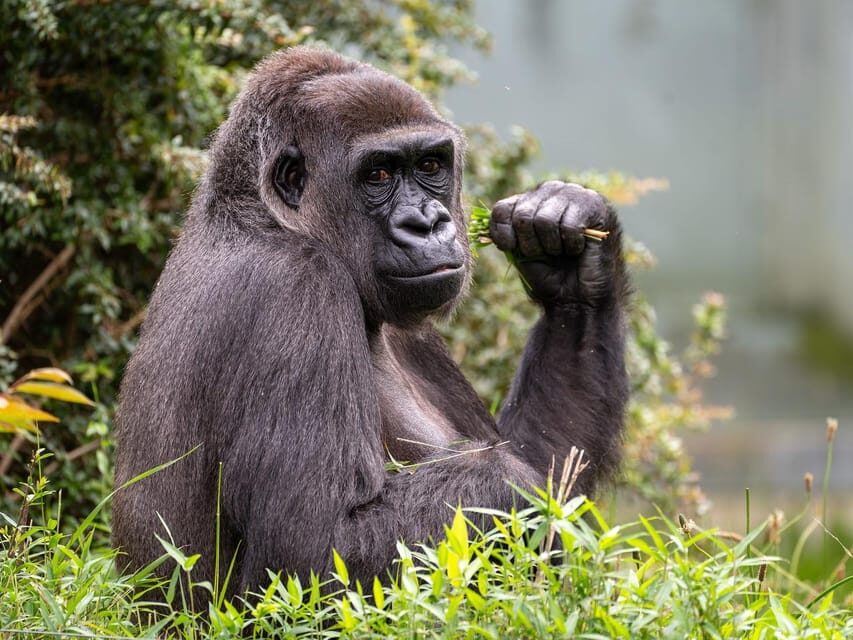 Stuttgart: Wilhelma Zoological-Botanical Garden Ticket - Key things to know before you go