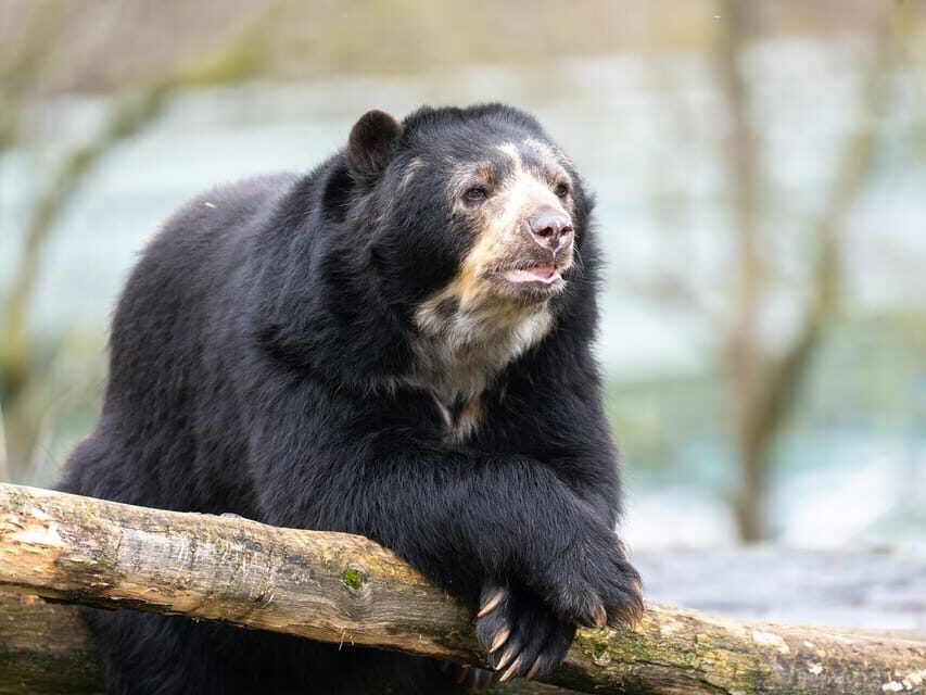 Stuttgart: Wilhelma Zoological-Botanical Garden Ticket - How long you need: 3–4 hours or a full day