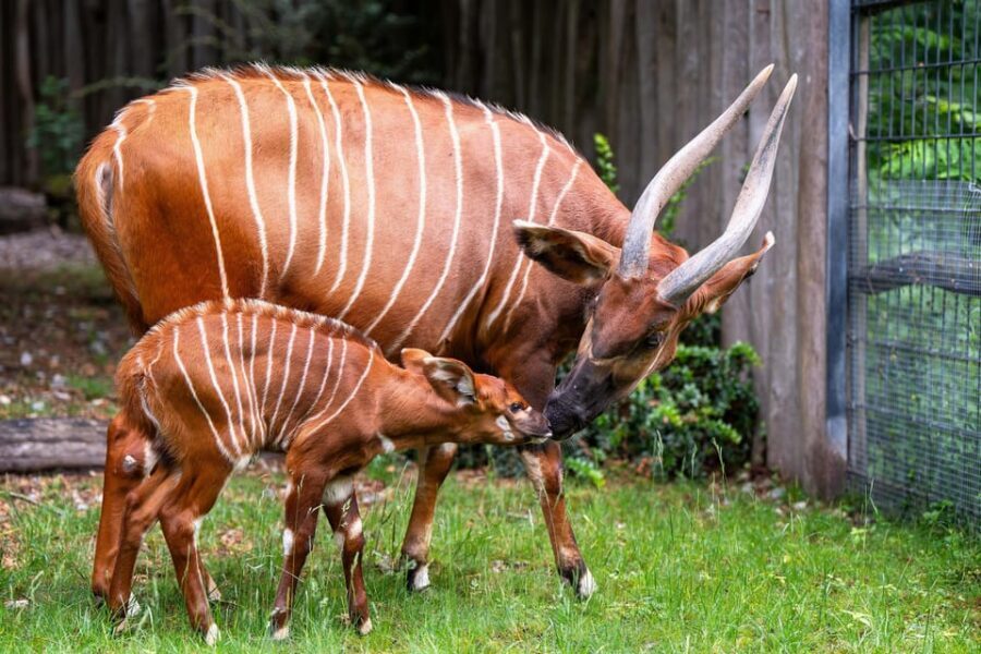 Stuttgart: Wilhelma Zoological-Botanical Garden Ticket - Tips for a smoother visit: rules, photos, and small comfort wins
