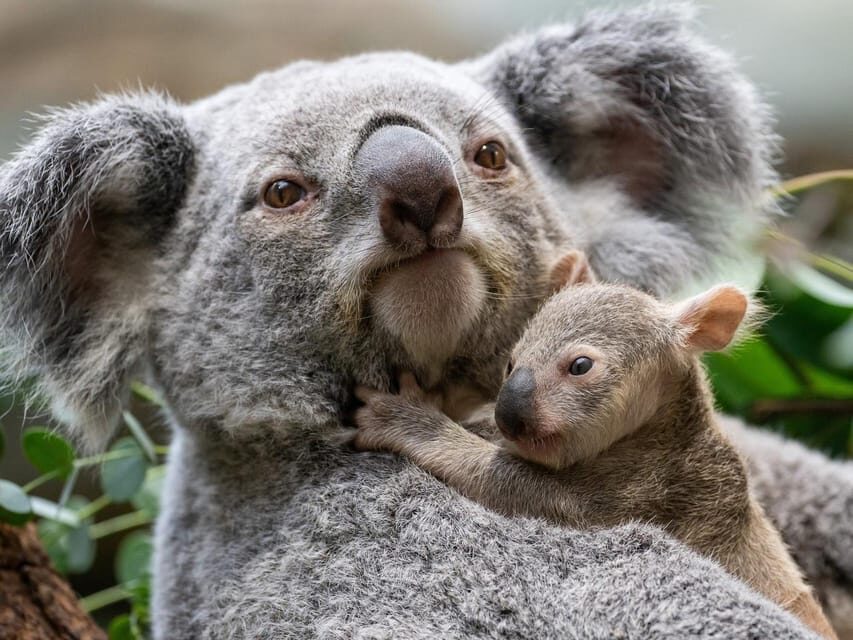 Stuttgart: Wilhelma Zoological-Botanical Garden Ticket - Getting oriented: the Moorish Garden and the historic park feel