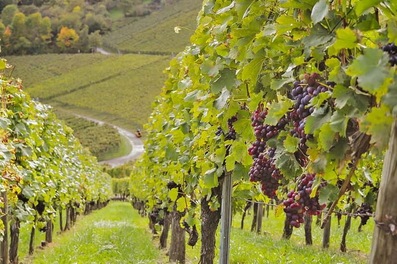 Stuttgart: Wine hike with wine tasting - Key Highlights I’d Prioritize