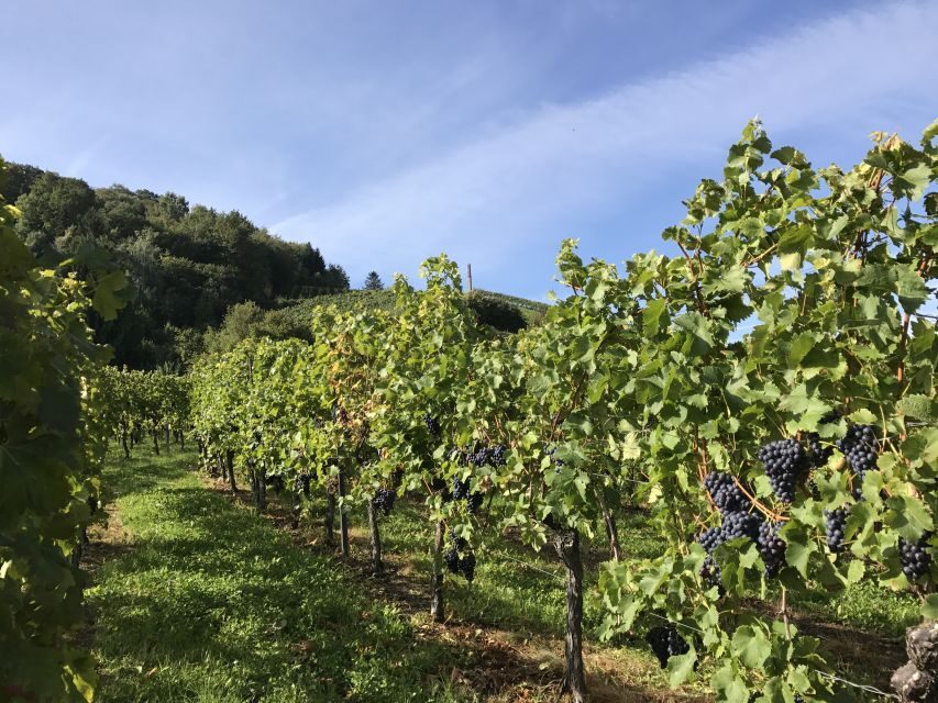Stuttgart: Wine Tour with wines of the best winemakers - VDP wineries on the route: why these two names matter
