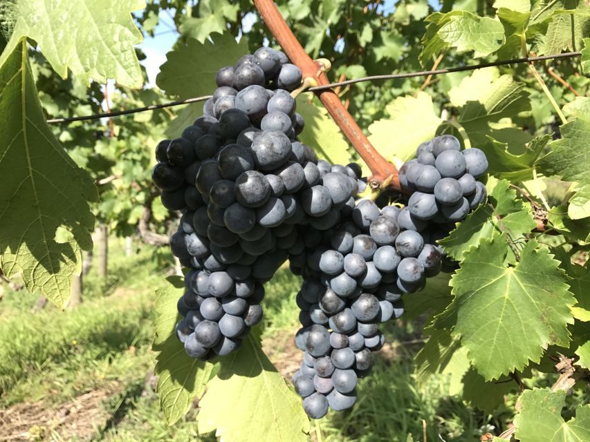 Stuttgart: Wine Tour with wines of the best winemakers - Two wine stops, three wines, one Swabian snack