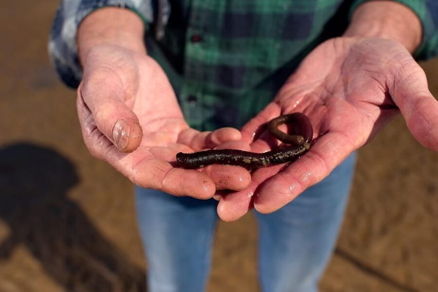 Sylt: Guided Mudflat Hike on the Island - Barefoot vs Rubber Boots: Pick the Right Footing for the Season