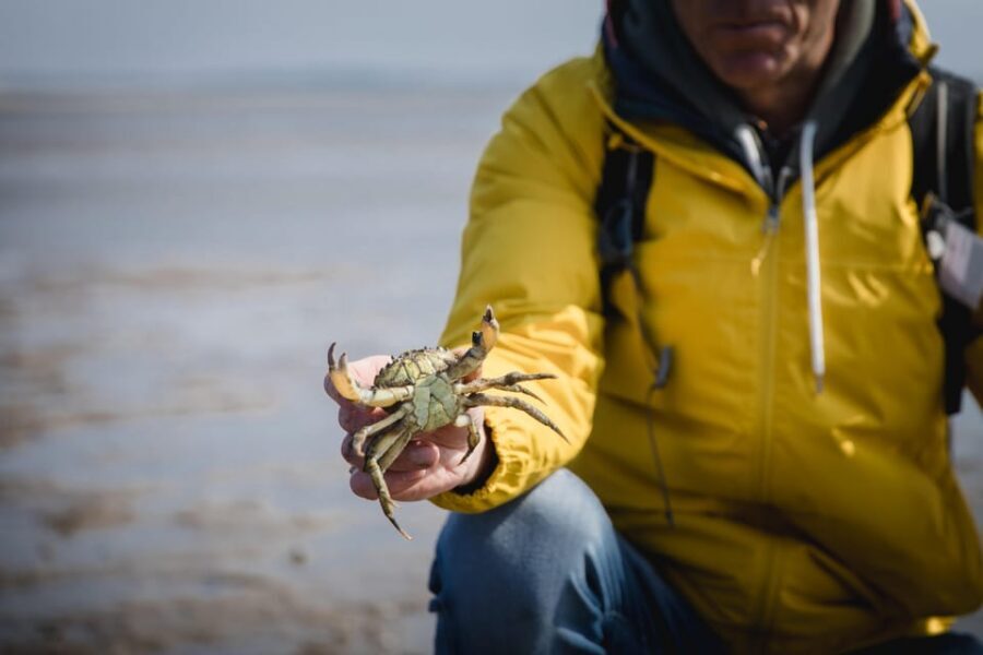 Sylt: Guided Mudflat Hike on the Island - What Happens During the 1.5–2 Hour Walk