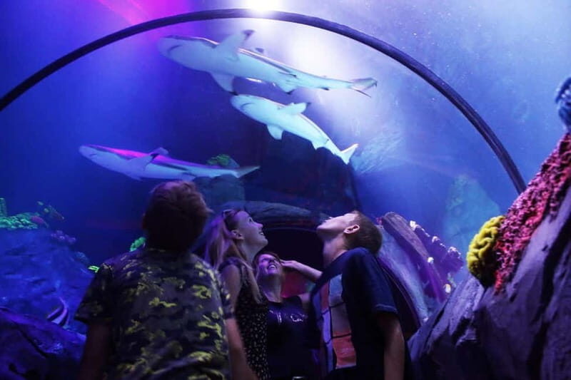 Ticket to SEA LIFE Konstanz - Antarctica lighting, then gentoo penguins in motion