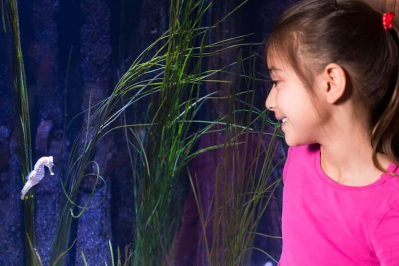 Ticket to SEA LIFE Konstanz - Daily feedings and aquarist talks that make the tank make sense