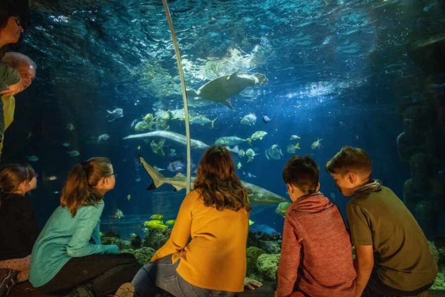 Ticket to SEA LIFE Konstanz - Hands-on fun: discovery pool and Paint2Life projection