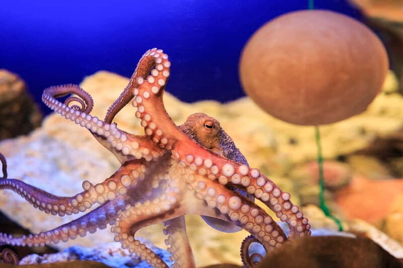 Ticket to SEA LIFE Konstanz - Lake Constance Museum of Natural History: the included “why” next door