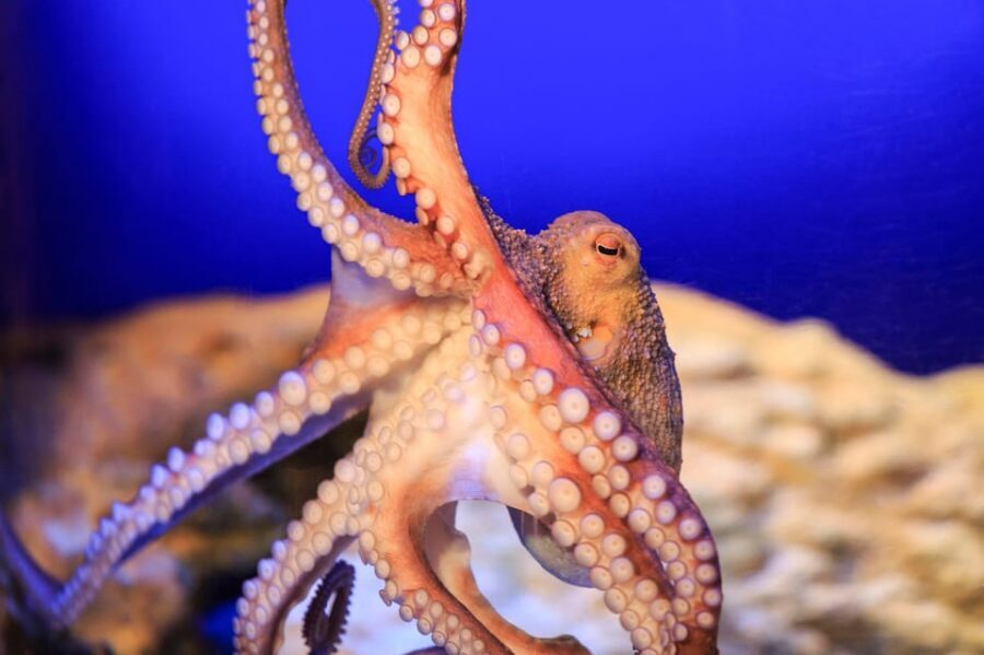 Timmendorfer Strand: SEA LIFE Behind the Scenes Tour - Group size, language, and what that means for your comfort