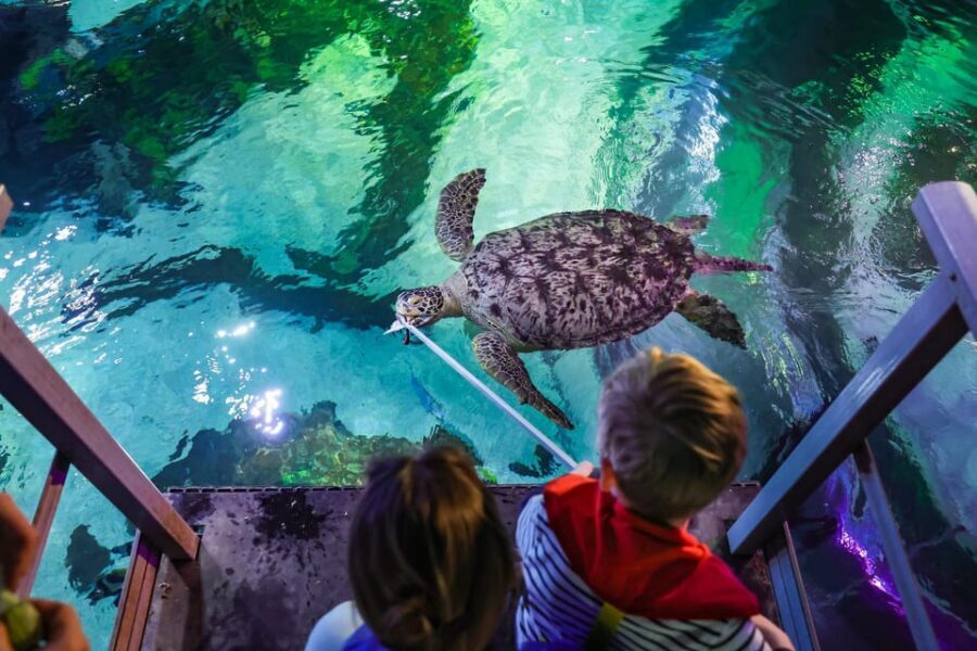 Timmendorfer Strand: SEA LIFE Behind the Scenes Tour - Themed underwater worlds: fun, but also educational