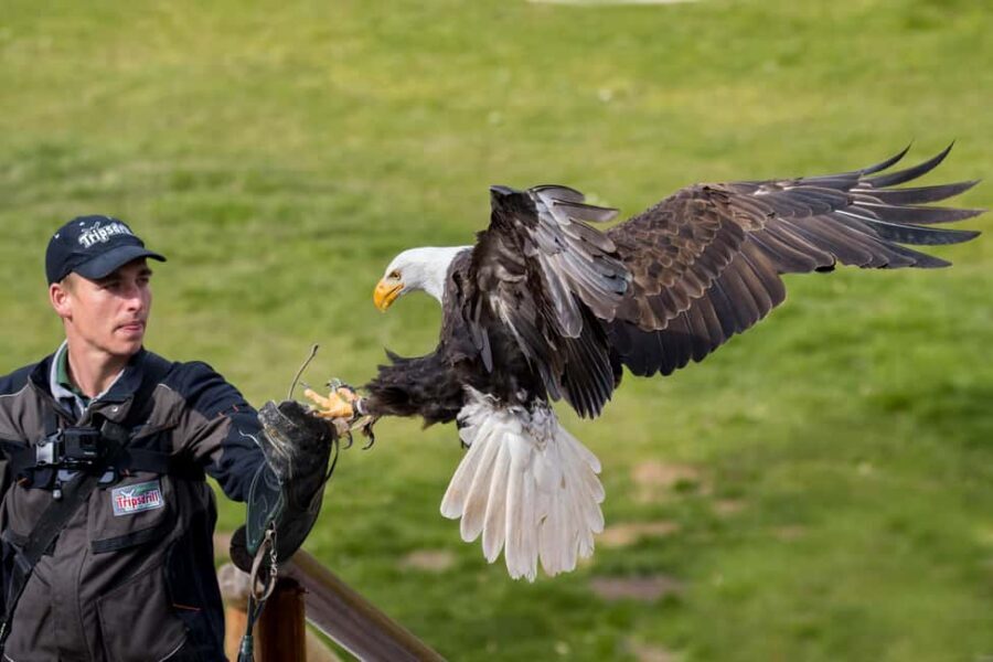 Tripsdrill Wildlife Park: Admission Ticket - Key Things to Know Before You Go