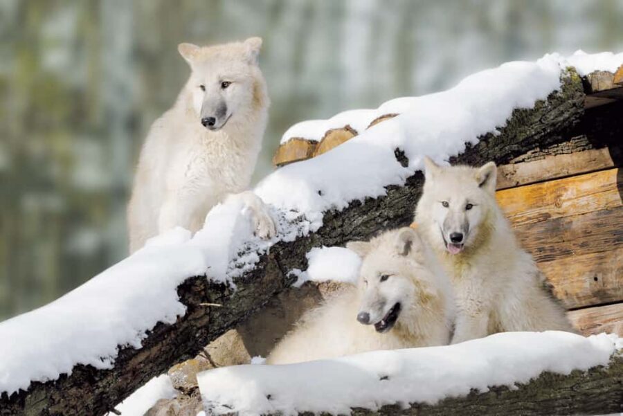 Tripsdrill Wildlife Park: Admission Ticket - Feeding rounds and bird-of-prey flight demos: plan around the timing
