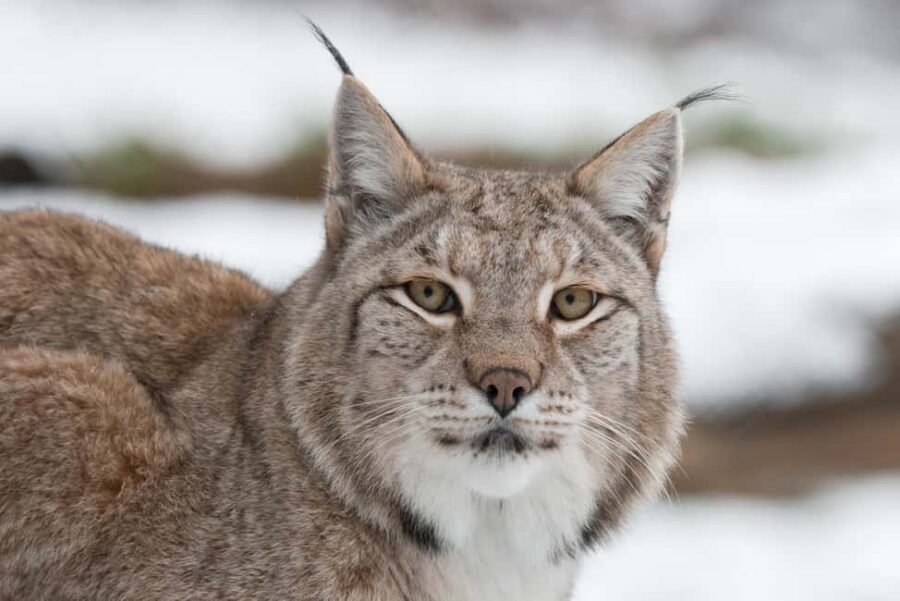 Tripsdrill Wildlife Park: Admission Ticket - Bears, wolves, and lynxes: the animal part is the point