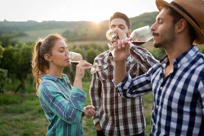 Veni vidi vino - the Freiburg wine hike - Key things to know before you go