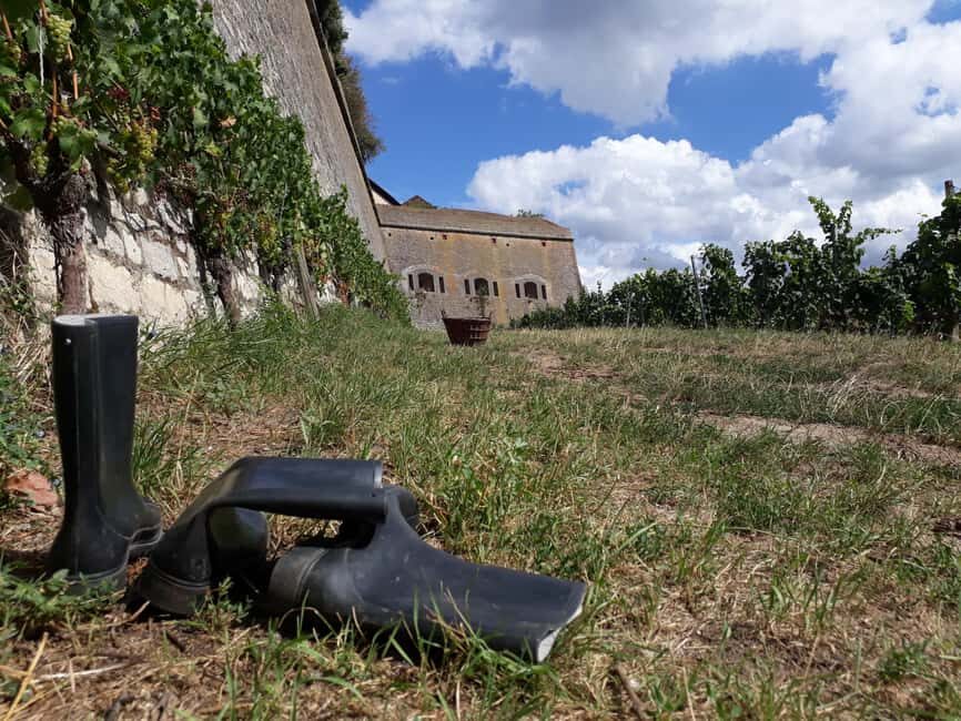 Wuerzburg: Wine mountain rally with wine tasting and group dynamics - Rubber Boot Target Throwing and the Wine Harp Moment